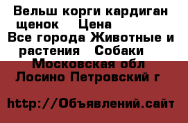 Вельш корги кардиган щенок  › Цена ­ 35 000 - Все города Животные и растения » Собаки   . Московская обл.,Лосино-Петровский г.